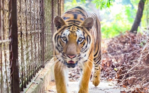 VIDEO: Đàn hổ 9 con nuôi nhốt ở Thanh Hóa đang "chết dần, chết mòn"