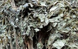 Loại lá đắt đỏ bậc nhất thế giới, 150 triệu đồng/kg, chỉ duy nhất Việt Nam sở hữu