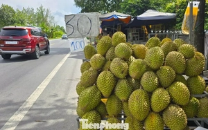 Sầu riêng đang là 'cuộc chơi' của Việt Nam và Thái Lan