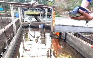 Cá tầm Trung Quốc ồ ạt vào Việt Nam, người nuôi trong nước lao đao