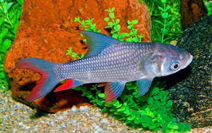 Báu vật sông Đà: Từng được tiến Vua, thuộc nhóm "Ngũ quý hà thủy", thế giới chỉ 3 nước có