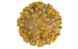 Infographic: Các triệu chứng của bệnh chikungunya