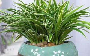 Ông bà xưa nói: 4 loại cây cảnh “mạ vàng” nên trồng trong nhà, giữ được là lộc kéo vào đầy ắp