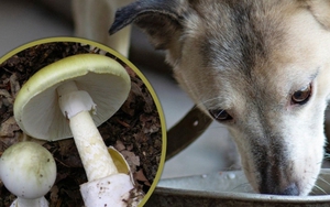 Cho chó thử độc rồi yên tâm ăn nấm dại, cả gia đình bị ngộ độc