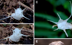 Việt Nam phát hiện loài thực vật “quái lạ”, không có diệp lục, màu trong suốt