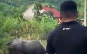 Đang đi chơi trên đường, bé gái 4 tuổi bị trâu húc tử vong