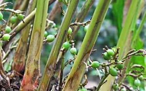 Loại hạt đắt đỏ bậc nhất thế giới, 2 triệu đồng/kg, ở Việt Nam trồng bạt ngàn