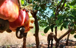 Tin vui từ mặt hàng nông sản tỷ USD