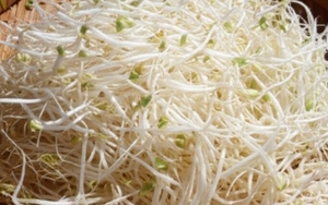 Nên ăn giá đỗ sống hay nấu chín?