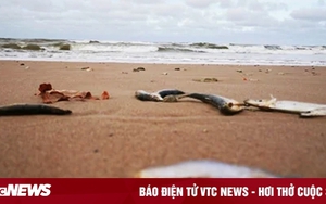 Giẫm phải cá chết trên bãi biển, bé 6 tuổi nguy kịch, suýt phải cưa chân