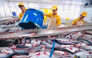 Báu vật dưới nước của Việt Nam: Cán mốc hơn tỷ đô; một doanh nghiệp Việt cung ứng 300.000 tấn/năm