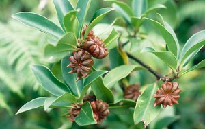 Việt Nam có sản vật ‘ngôi sao 8 cánh’ triệu đô: Có tác dụng gì mà được thế giới săn đón?