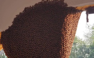 Tháng 7 âm: 4 loài vật bất ngờ xông vào nhà - Điềm báo vàng rơi vào túi, tiền chật két, cả họ ngẩng cao đầu!