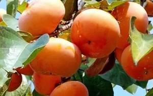 Loại quả mùa thu "bổ ngang 10 thang thuốc", chợ Việt bán nhiều lại rẻ