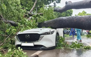 Hà Nội: Cây xà cừ cổ thụ đổ đè trúng 2 ô tô trên đường Trần Phú