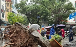 Hà Nội: Cây xà cừ cổ thụ đổ đè bẹp 2 ô tô trên phố Trung Kính