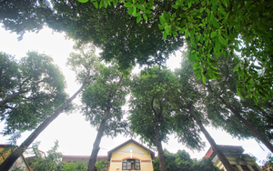 “Báu vật” hơn 100 tuổi giữa lòng Hà Nội: Vì sao cây sao đen sống lâu bậc nhất?