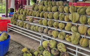 Giá sầu riêng tăng nóng, vì sao nông dân vẫn than khó xuất khẩu?