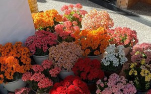 Người giàu bí mật trồng 5 cây cảnh trong nhà: Vận khí thăng hoa, "ăn sạch" bụi bẩn như chưa từng tồn tại