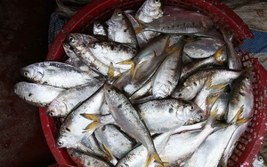 Loại cá được ví như "thuốc bổ từ biển", rẻ hơn cá hồi, cá ngừ nhưng nhiều chất không kém: Thịt béo, dễ nấu