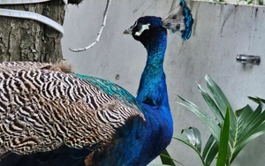 Chim công Ấn Độ quý hiếm bất ngờ xuất hiện ở chung cư TPHCM