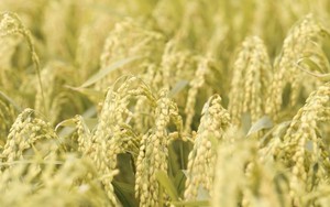 Bê bối gạo giả rúng động đất nước, đích thân Tổng thống chỉ đạo điều tra: 6 công ty gạo lớn bị nghi cầm đầu, trên 200 tấn gạo nhái bị thu giữ, người tiêu dùng chịu thiệt hơn 6 tỷ USD