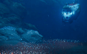 Ở độ sâu 9533 mét dưới biển, các nhà khoa học đã phát hiện ra một quần thể sinh vật siêu lớn, làm đảo lộn nhận thức của con người