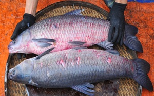 Một bộ phận của cá cực độc, có thể gây tử vong: Nhiều người Việt nghĩ là “thuốc tiên”