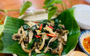 "Báu vật" mọc từ lòng đất giá bạc triệu còn khó mua, ở Việt Nam có nhiều vào mùa mưa: Điều hòa miễn dịch, ngăn ngừa ung thư