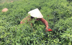 Không phải sầu riêng, một loại quả của Việt Nam được Mỹ, Lào đua nhau săn lùng: Thu hơn 140 tỷ kể từ đầu năm, được mệnh danh ‘một vốn mười lời’