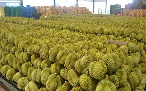 Trung Quốc vừa có bước đột phá mới trong nhập khẩu sầu riêng: Vận chuyển từ Đông Nam Á chỉ trong 1 tuần, xử lý 10.000 container mỗi năm