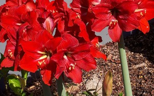 Càng nở càng buồn: 5 loài hoa đẹp như mộng nhưng trồng trước nhà là rước họa vào thân