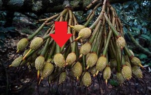 Lần đầu tiên mặt hàng xuất khẩu tỷ USD của Việt Nam có quy trình kiểm soát riêng