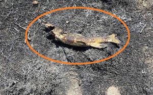 Canada: Cháy rừng, mất điện do con cá từ trên trời rơi xuống!