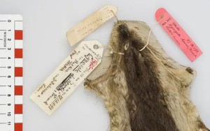 Loài vật ở Việt Nam hiếm bậc nhất hành tinh: Chỉ biết qua 1 mẫu da duy nhất, 90 năm chưa tìm được thêm