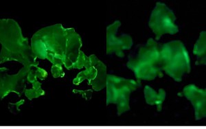 Việt Nam phát hiện 2 loại cây có khả năng tự phát sáng, được xếp huyền bí bậc nhất trên thế giới
