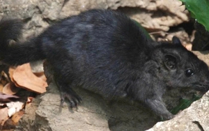 Điều thú vị về loài chuột "tuyệt chủng 11 triệu năm" xuất hiện tại Phong Nha - Kẻ Bàng