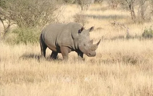 Nam Phi: Dùng phóng xạ chống săn trộm tê giác