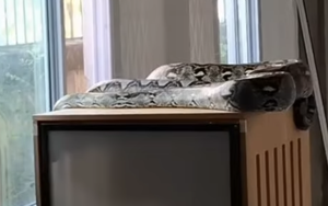 Trăn khổng lồ dài 5 mét "đột nhập" phòng nuôi 10 con mèo, cảnh tượng bên trong khiến tất cả rùng mình