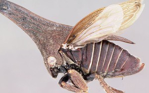 Ve sầu sừng: Giải mã nguồn gốc kỳ dị của một trong những sinh vật lạ nhất hành tinh!