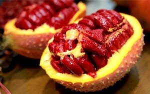 Thăm chiến trường xưa, người lính già biến loài cây ruột đỏ thành "vàng ròng": Thu 25 tỷ mỗi năm