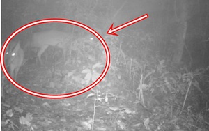 Loài vật quý hiếm ngỡ đã tuyệt chủng bất ngờ trở lại sau gần 100 năm tại Việt Nam