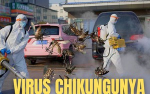 Virus Chikungunya "phá hủy nội tạng" bùng phát khiến WHO phát đi kêu gọi hành động khẩn cấp nguy hiểm thế nào?