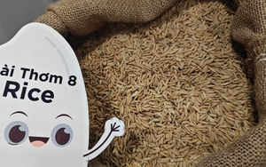 Giá gạo Việt Nam biến động lạ sau lệnh ngưng nhập khẩu của Philippines