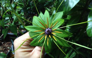 Phát hiện loại cây được ví như ‘kho báu sống’ dưới tán rừng Quảng Trị: Là dược liệu cực quý hiếm