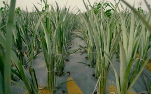 Nga, Mỹ đua nhau nhập khẩu “hoa hậu trái cây” của Việt Nam: Đây là loại quả nước ta xuất đi hơn 100 nước