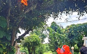 Gia Lai: Bị ong vò vẽ tấn công, 3 cháu nhỏ thương vong