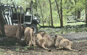 Chấn động Thái Lan: Nhân viên sở thú tử vong vì bị đàn sư tử tấn công trước sự bàng hoàng của du khách