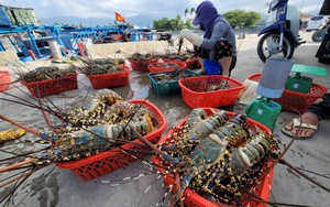 Trung Quốc đang tăng ‘săn’ báu vật dưới nước gì của Việt Nam dịp Trung thu, Tết năm nay?