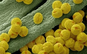 Có thể biến phấn hoa thành giấy